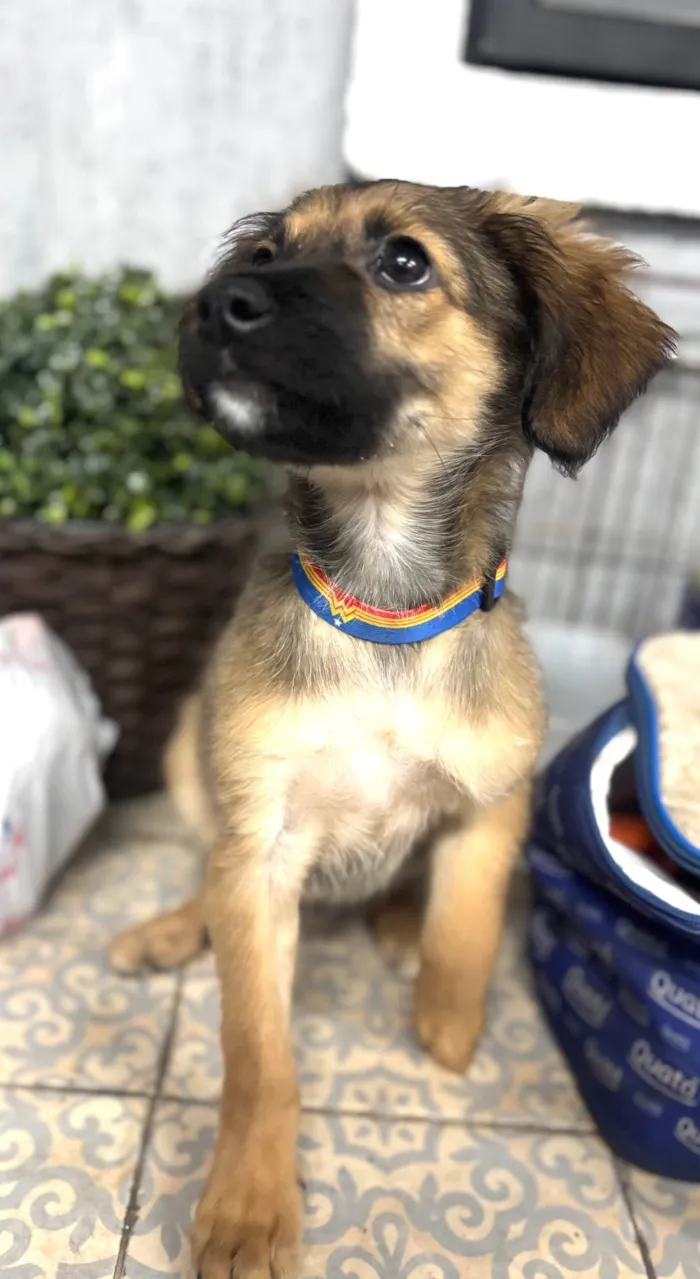 Cachorro ra a SRD-ViraLata idade 2 a 6 meses nome Belinha 