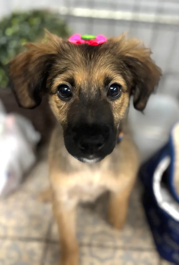 Cachorro ra a SRD-ViraLata idade 2 a 6 meses nome Belinha 