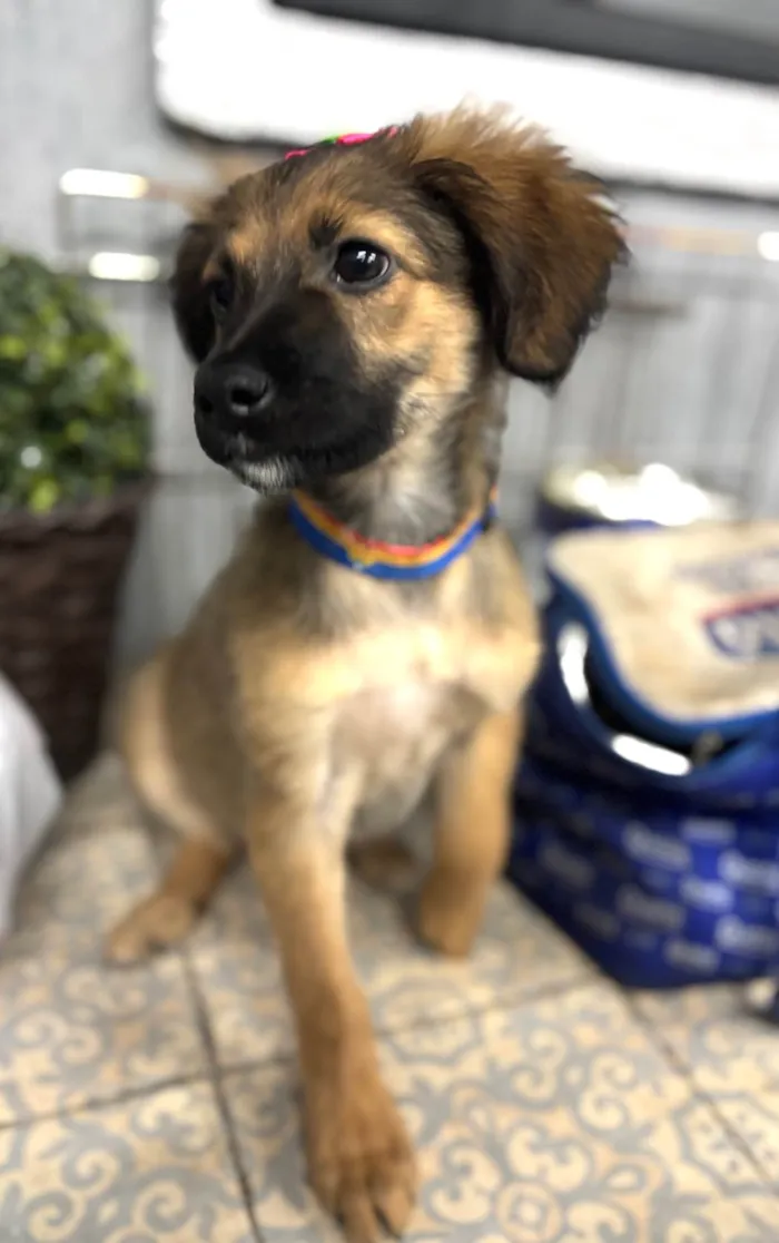 Cachorro ra a SRD-ViraLata idade 2 a 6 meses nome Belinha 