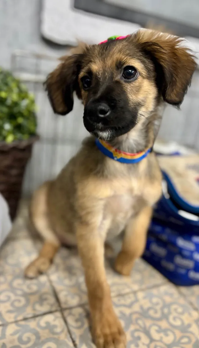 Cachorro ra a SRD-ViraLata idade 2 a 6 meses nome Belinha 