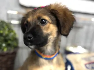 Cachorro raça SRD-ViraLata idade 2 a 6 meses nome Belinha 