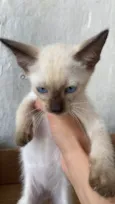 José