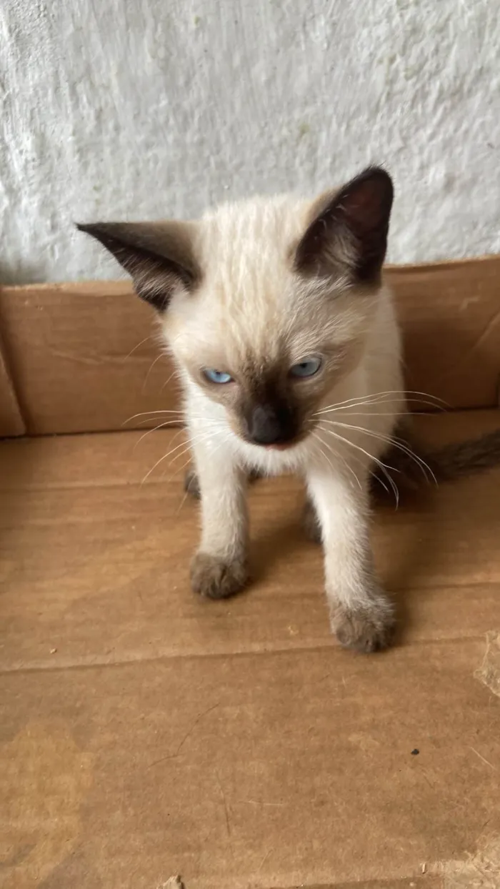 Gato ra a SRD-ViraLata idade 2 a 6 meses nome Pablo
