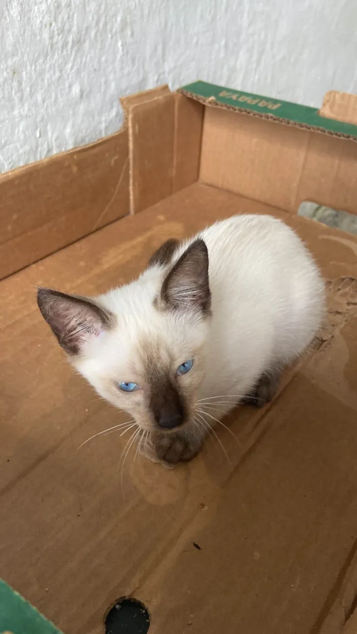 Gato ra a SRD-ViraLata idade 2 a 6 meses nome Cindy