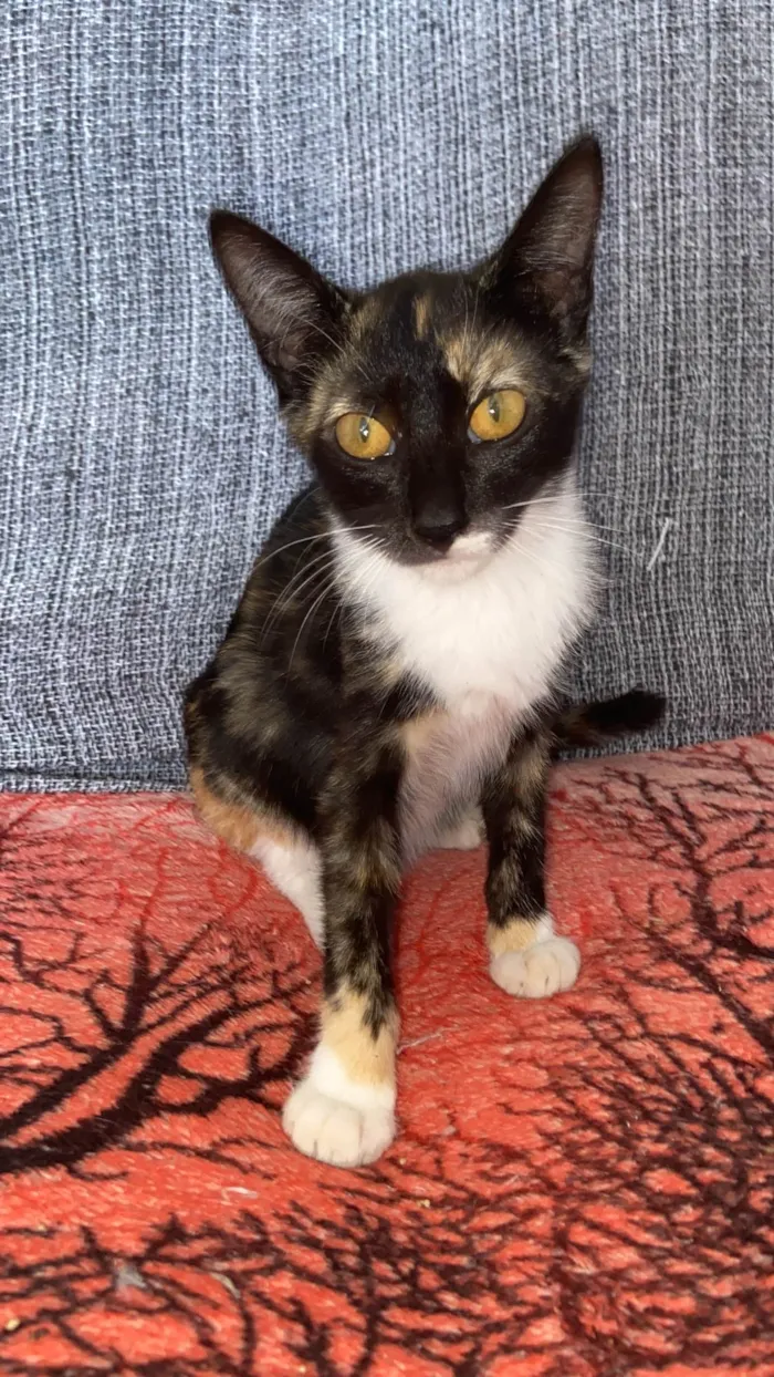 Gato ra a SRD-ViraLata idade 2 a 6 meses nome Less
