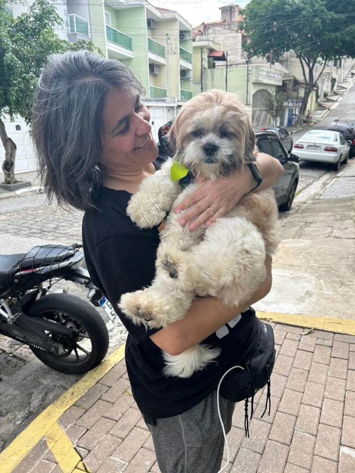 Cachorro ra a Lhasa Apso idade 1 ano nome Fred