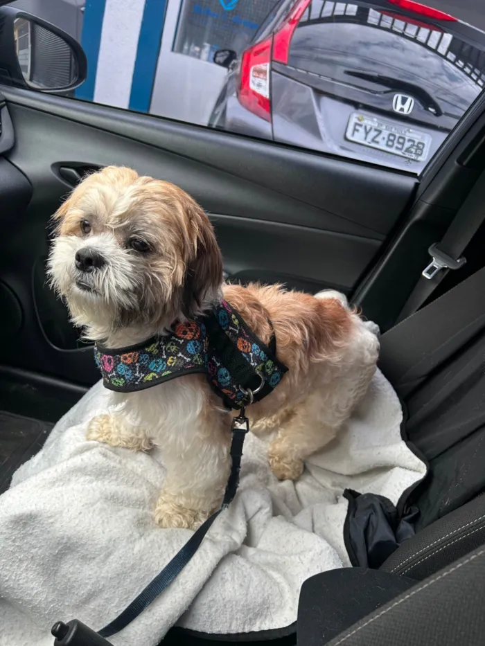 Cachorro ra a Lhasa Apso idade 1 ano nome Fred