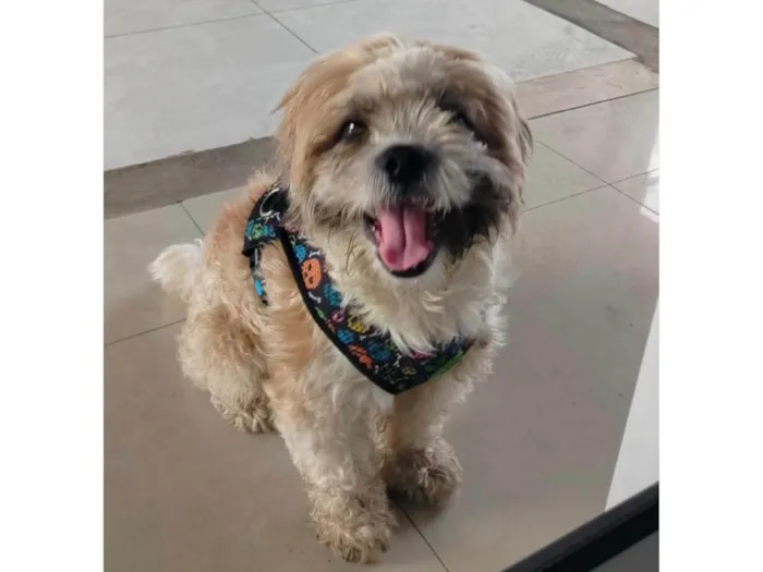 Cachorro ra a Lhasa Apso idade 1 ano nome Fred