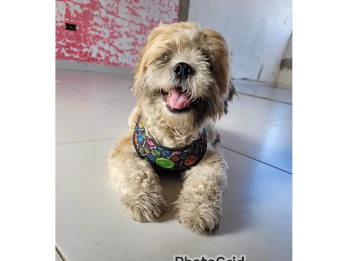 Cachorro ra a Lhasa Apso idade 1 ano nome Fred