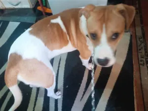 Cachorro raça SRD-ViraLata idade 7 a 11 meses nome Simon bb10meses lindo 