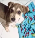 Nino bb5meses porte pequeno