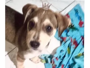 Cachorro raça SRD-ViraLata idade 2 a 6 meses nome Nino bb5meses porte pequeno