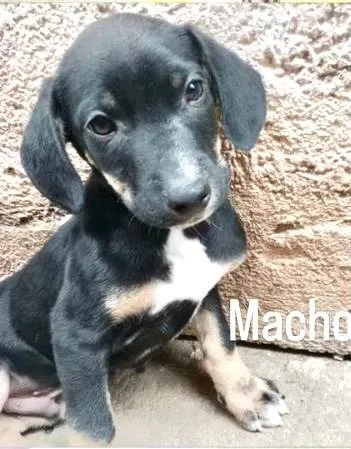 Cachorro ra a SRD-ViraLata idade 2 a 6 meses nome Nutella bb2meses porteP 
