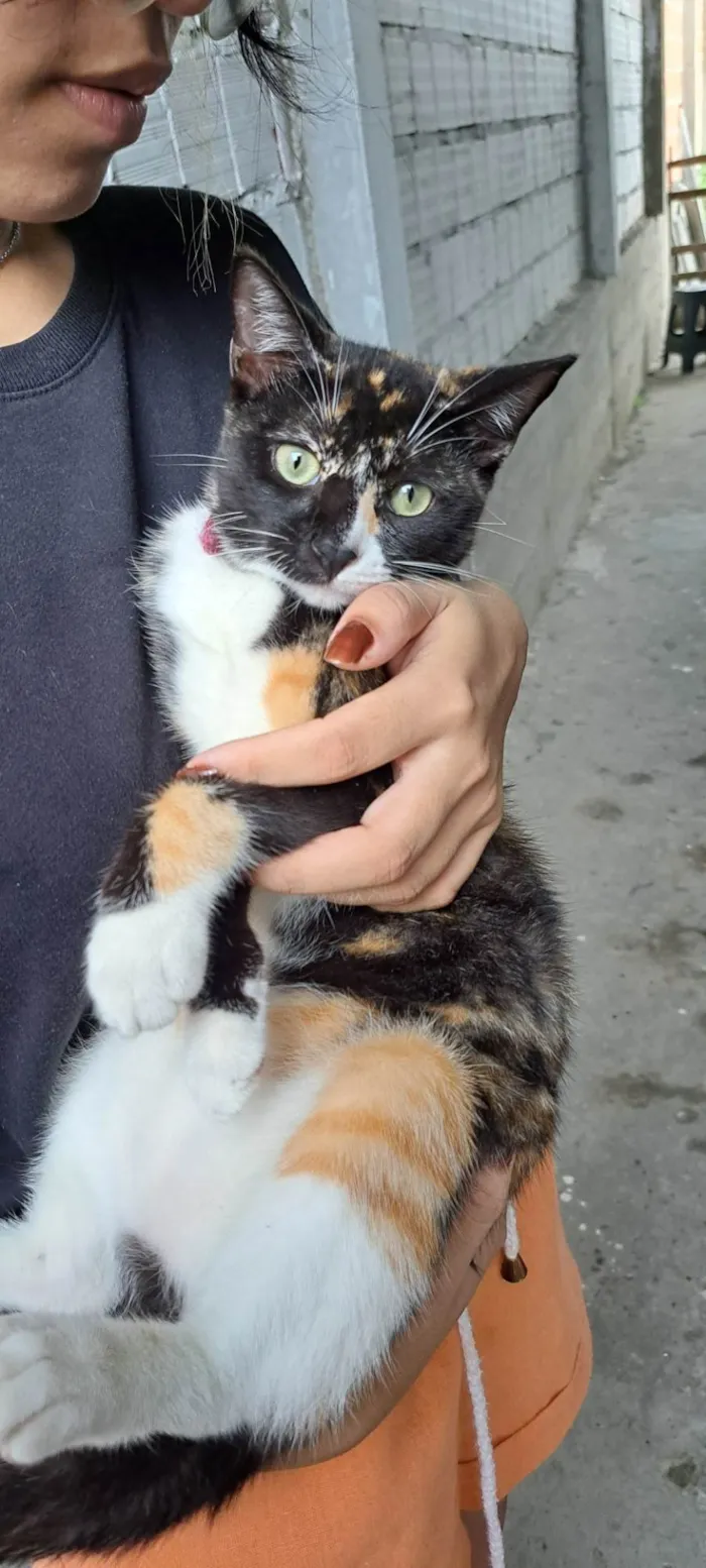 Gato ra a SRD-ViraLata idade 7 a 11 meses nome Suzie