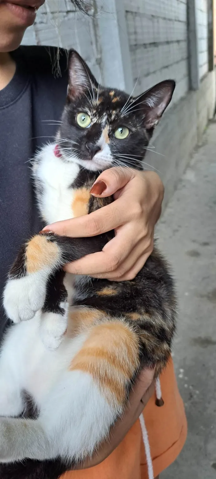 Gato ra a SRD-ViraLata idade 7 a 11 meses nome Suzie