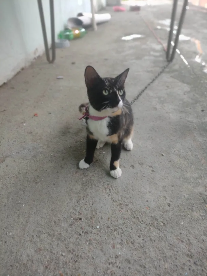 Gato ra a SRD-ViraLata idade 7 a 11 meses nome Suzie