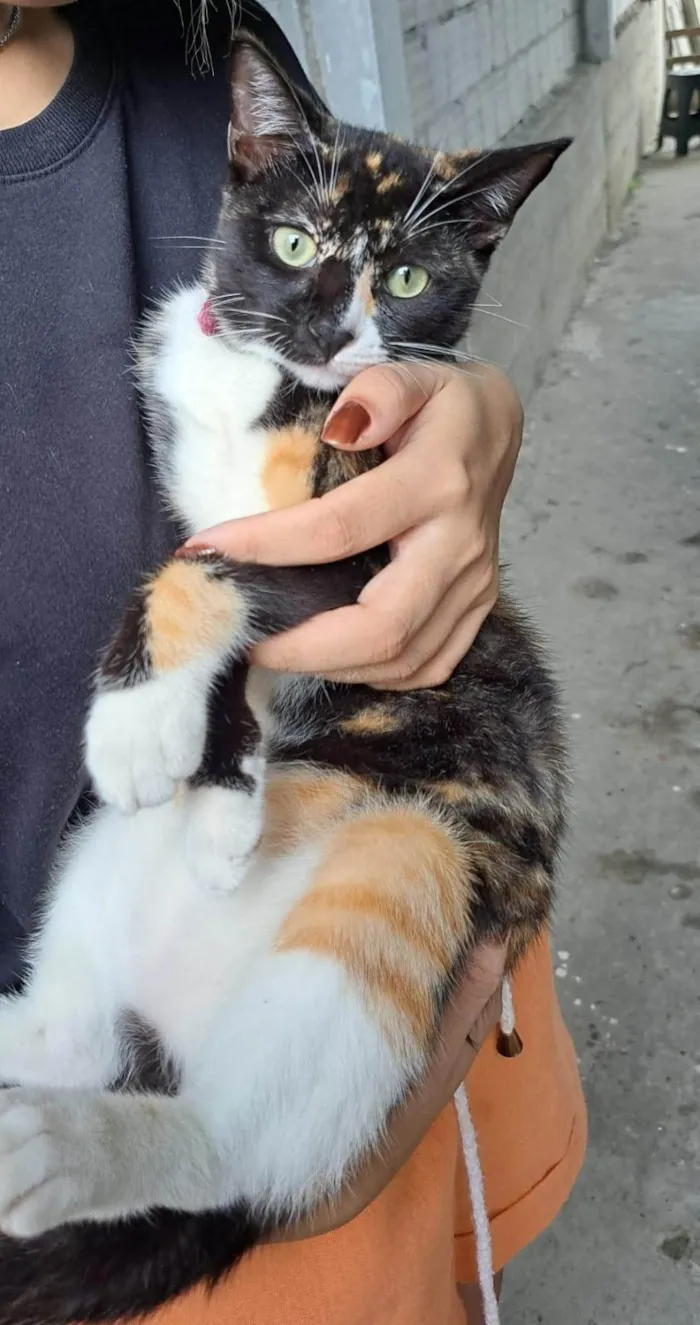 Gato ra a SRD-ViraLata idade 7 a 11 meses nome Suzie
