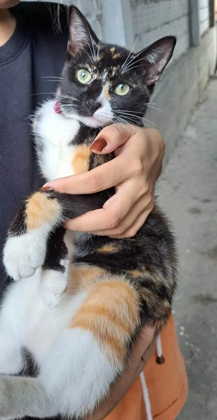 Gato ra a SRD-ViraLata idade 7 a 11 meses nome Suzie