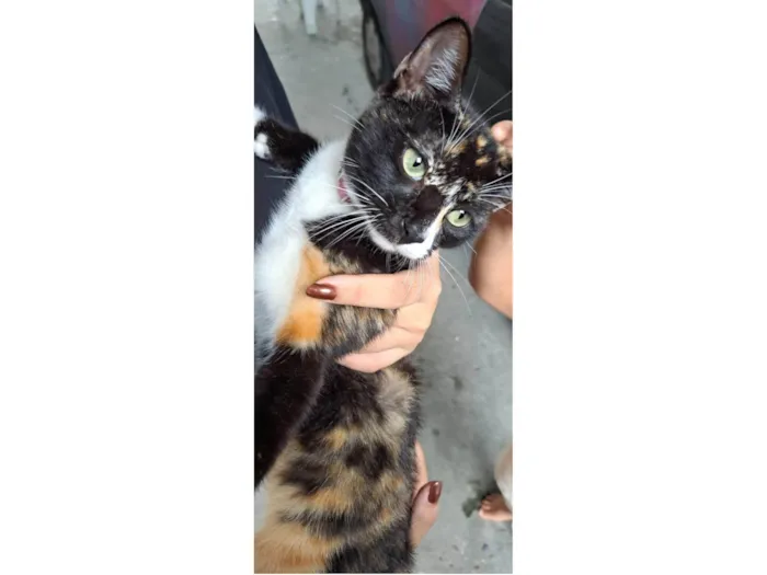 Gato ra a SRD-ViraLata idade 7 a 11 meses nome Suzie