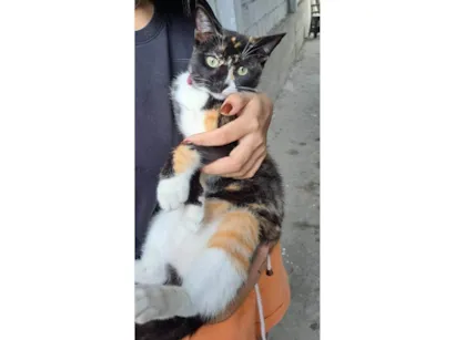 Gato raça SRD-ViraLata idade 7 a 11 meses nome Suzie