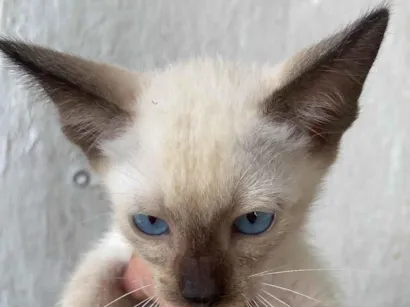 Gato raça SRD-ViraLata idade 2 a 6 meses nome José