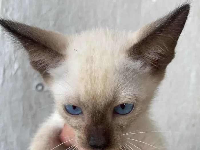 Gato ra a SRD-ViraLata idade 2 a 6 meses nome José