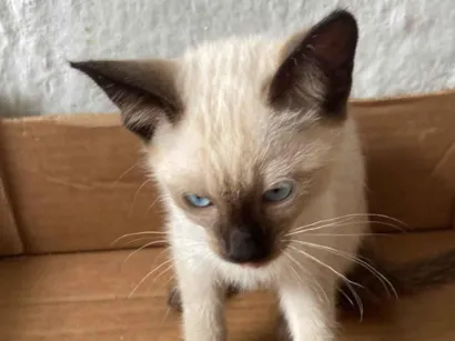 Gato raça SRD-ViraLata idade 2 a 6 meses nome Pablo