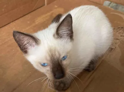 Gato raça SRD-ViraLata idade 2 a 6 meses nome Cindy