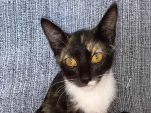 Gato raça SRD-ViraLata idade 2 a 6 meses nome Less