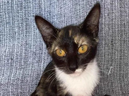 Gato raça SRD-ViraLata idade 2 a 6 meses nome Less