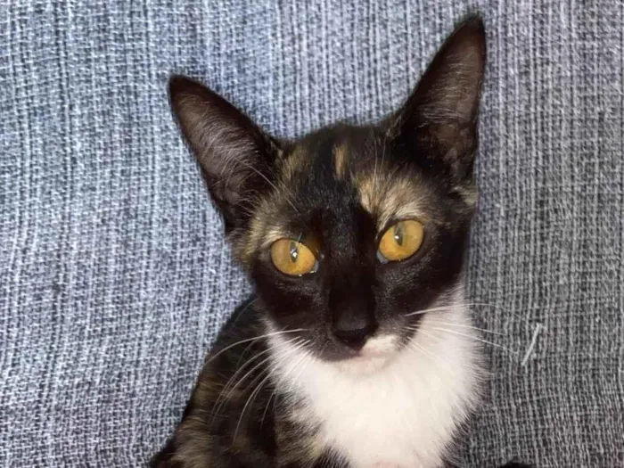Gato ra a SRD-ViraLata idade 2 a 6 meses nome Less