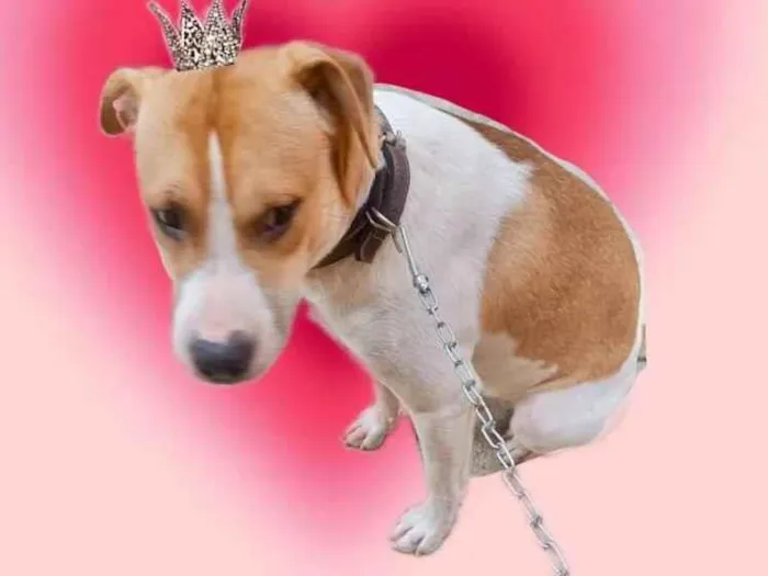 Cachorro ra a SRD-ViraLata idade 7 a 11 meses nome Simon bb10meses lindo 