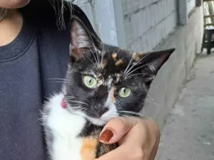 Gato raça SRD-ViraLata idade 7 a 11 meses nome Suzie