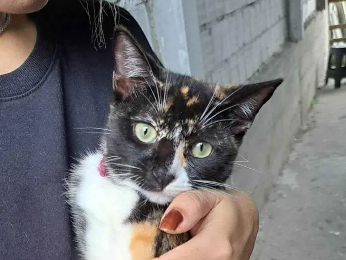Gato ra a SRD-ViraLata idade 7 a 11 meses nome Suzie