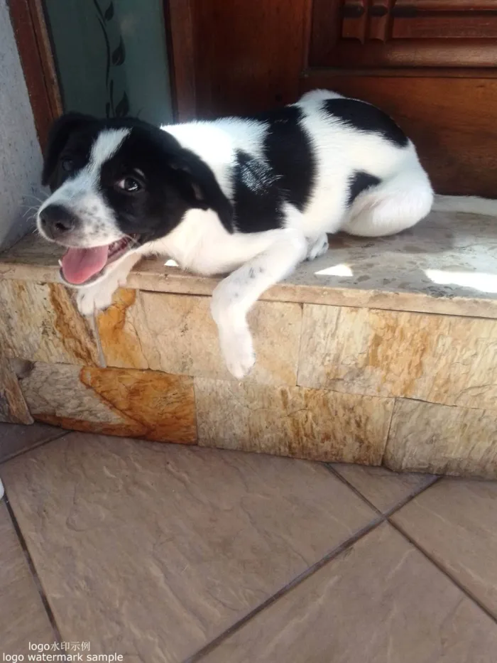 Cachorro ra a SRD-ViraLata idade 2 a 6 meses nome Marlie