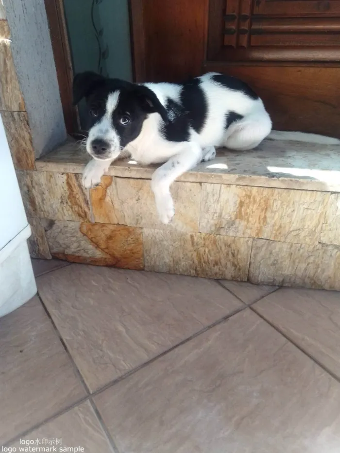 Cachorro ra a SRD-ViraLata idade 2 a 6 meses nome Marlie