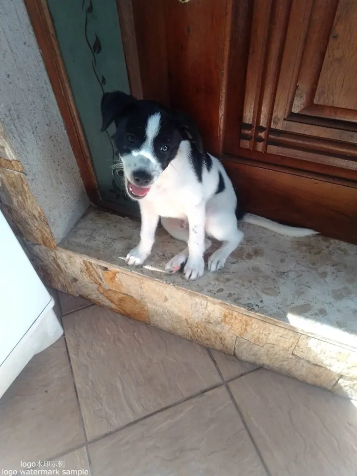 Cachorro ra a SRD-ViraLata idade 2 a 6 meses nome Marlie