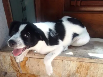 Cachorro raça SRD-ViraLata idade 2 a 6 meses nome Marlie
