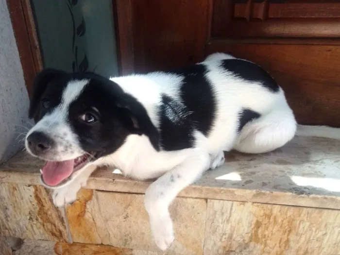 Cachorro ra a SRD-ViraLata idade 2 a 6 meses nome Marlie
