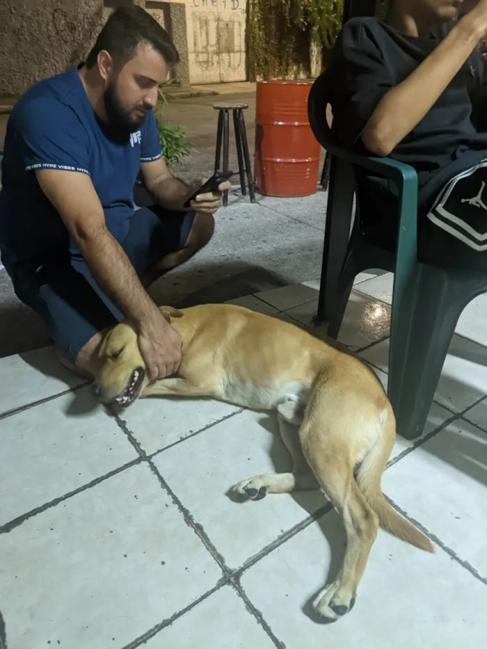 Cachorro ra a SRD-ViraLata idade 3 anos nome Beethoven