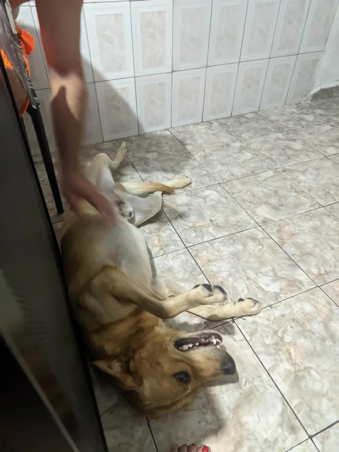 Cachorro ra a SRD-ViraLata idade 3 anos nome Beethoven