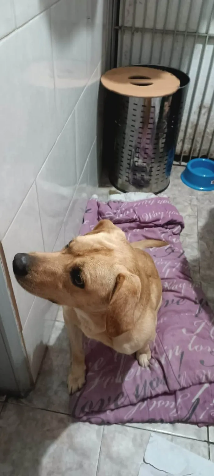 Cachorro ra a SRD-ViraLata idade 3 anos nome Beethoven