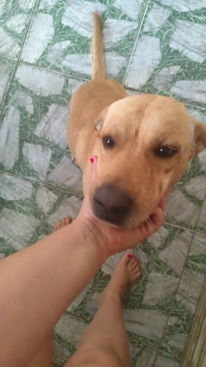 Cachorro ra a SRD-ViraLata idade 3 anos nome Beethoven