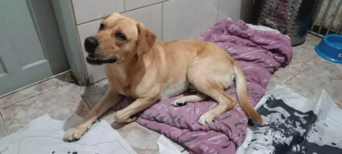 Cachorro ra a SRD-ViraLata idade 3 anos nome Beethoven