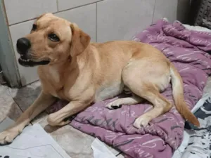 Cachorro raça SRD-ViraLata idade 3 anos nome Beethoven