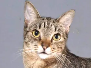 Gato raça SRD-ViraLata idade 2 anos nome LAURINHA