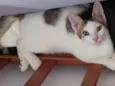 Bonita