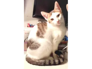 Gato raça SRD-ViraLata idade 2 a 6 meses nome Bonita 