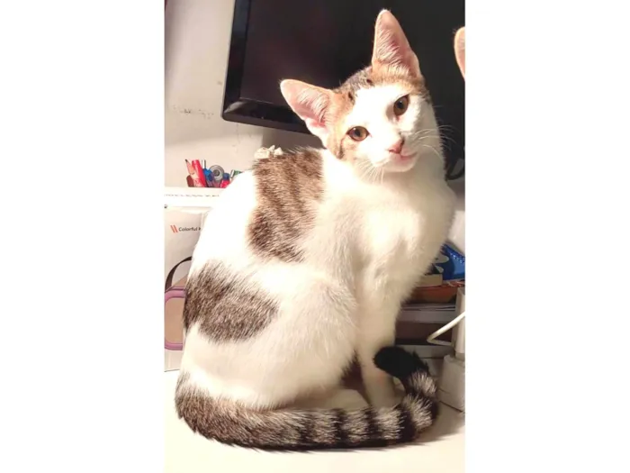 Gato ra a SRD-ViraLata idade 2 a 6 meses nome Bonita 