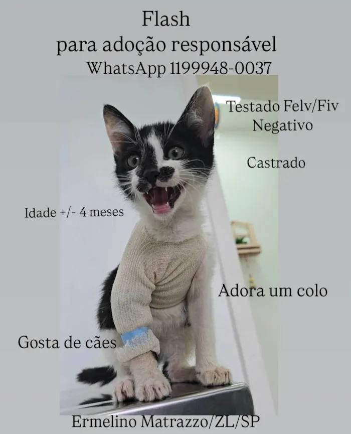 Gato ra a SRD-ViraLata idade 2 a 6 meses nome Flash